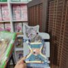 قلاده کتفی گربه به همراه لیش - تصویر 3