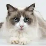 همه چیز درباره گربه رگدال + نحوه نگهداری از گربه نژاد رگدال