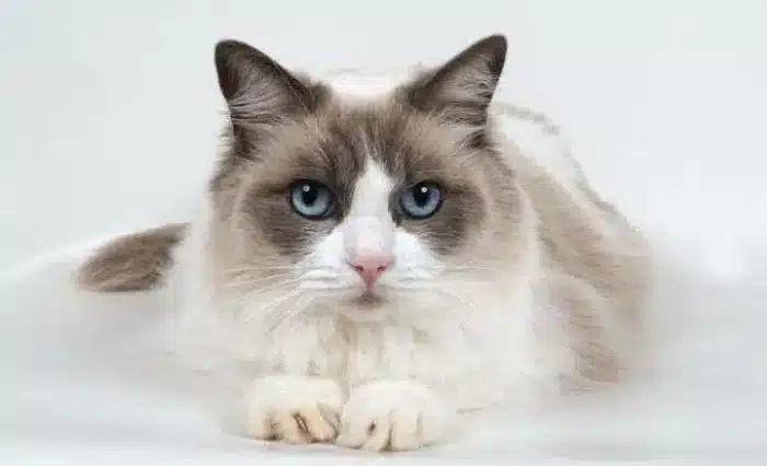 همه چیز درباره گربه رگدال + نحوه نگهداری از گربه نژاد رگدال