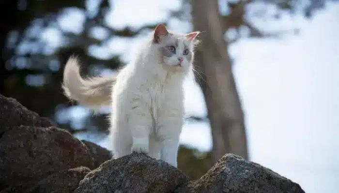 گربه راگدال در طبیعت
