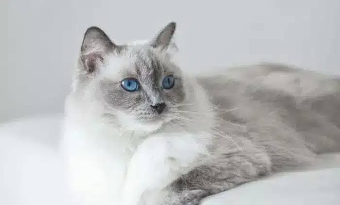 گربه رگدال در حال استراحت