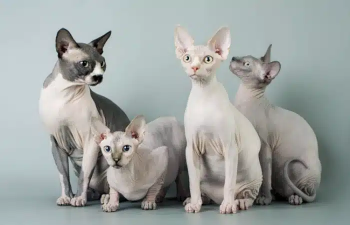 همه چیز درباره نژاد گربه اسفینکس