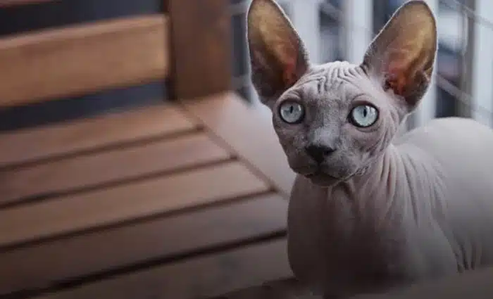 تاریخچه گربه اسفینکس یا گربه بی مو