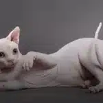 همه چیز درباره نژاد گربه اسفینکس + نحوه نگهداری از گربه بی مو