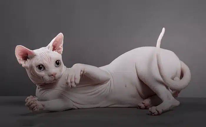 همه چیز درباره نژاد گربه اسفینکس + نحوه نگهداری از گربه بی مو
