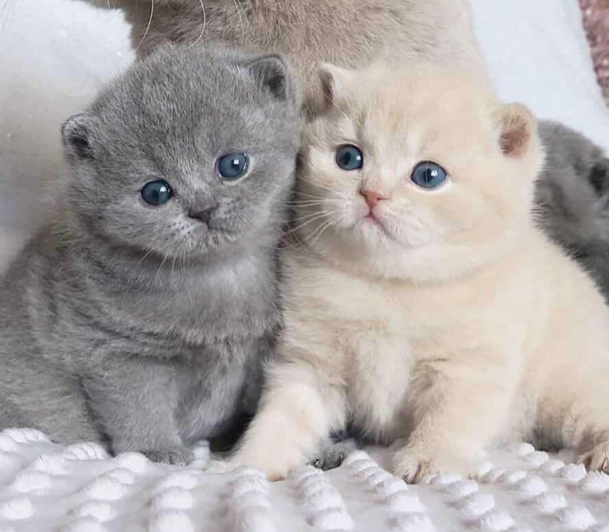 بهترین گربه خانگی برای کودکان