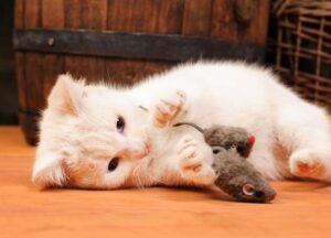 اسباب بازی و اسکراچر گربه