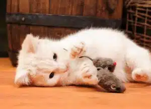 اسباب بازی و اسکراچر گربه