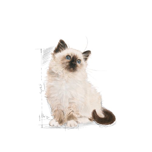 غذای خشک بچه گربه رویال کنین مدل Kitten بسته 4 کیلوگرمی