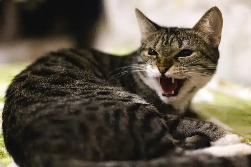 هاری در گربه ها