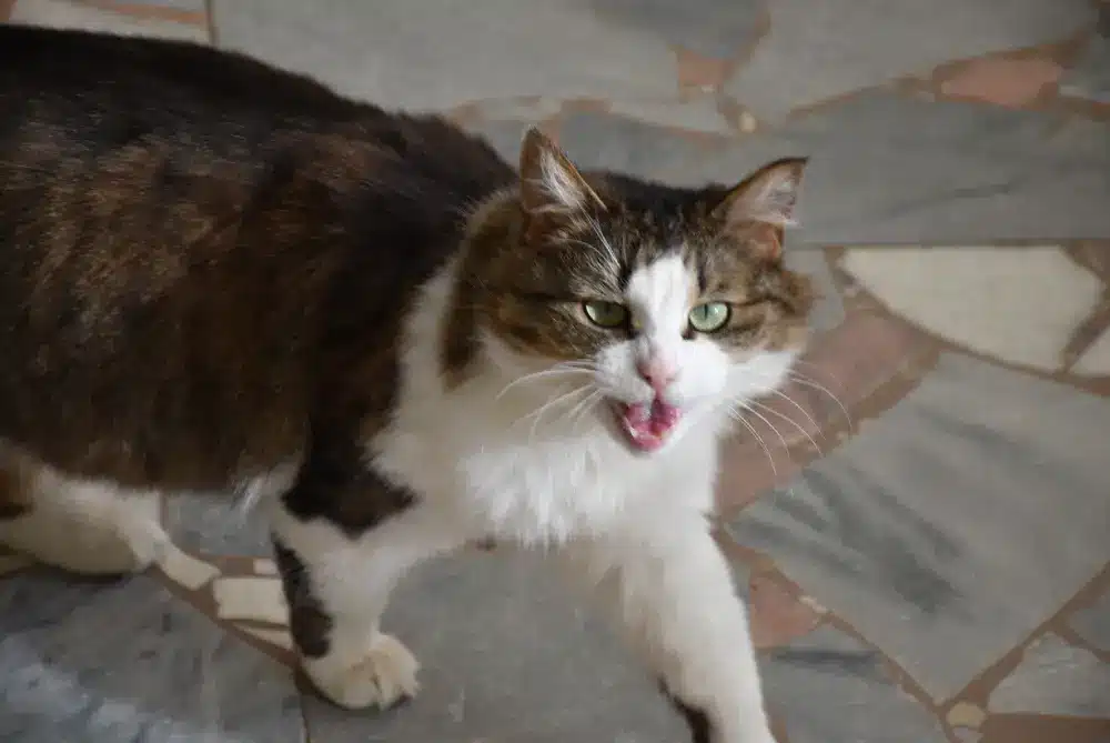 راه های انتقال هاری از گربه