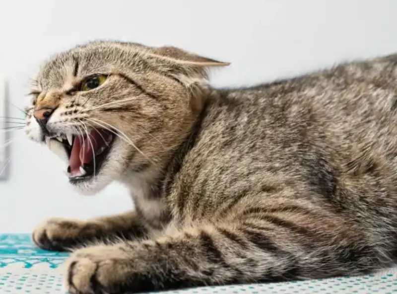 نحوه تشخیص هاری در گربه ها