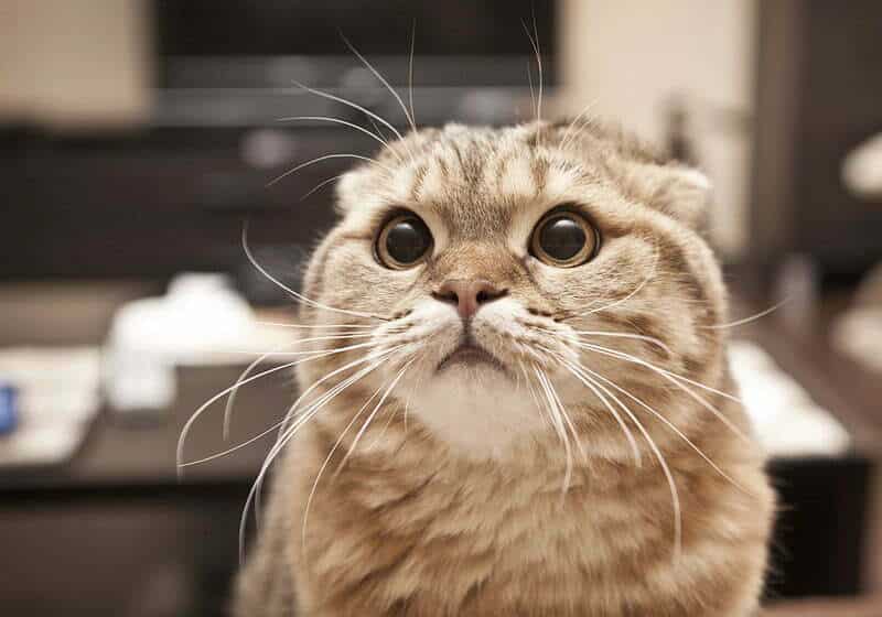 ریزش مو یا آلوپسی در گربه ها