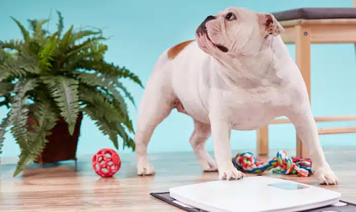 درمان چاقی سگ