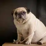 بررسی چاقی در سگ ها؛ علائم و علت‌ها + درمان چاقی سگ