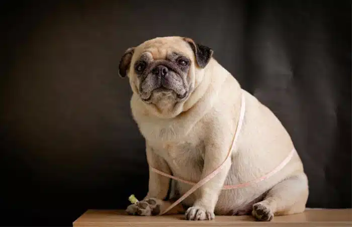 چاقی در سگ ها و درمان چاقی سگ