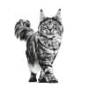 غذای خشک گربه رویال کنین مدل Gastro Hairball وزن 2 کیلوگرم