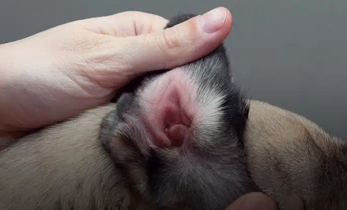 بیماری‌ های پوستی سگ‌ و جرب گوش