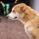 بررسی رایج ترین بیماری های پوستی سگ ها + روش درمان