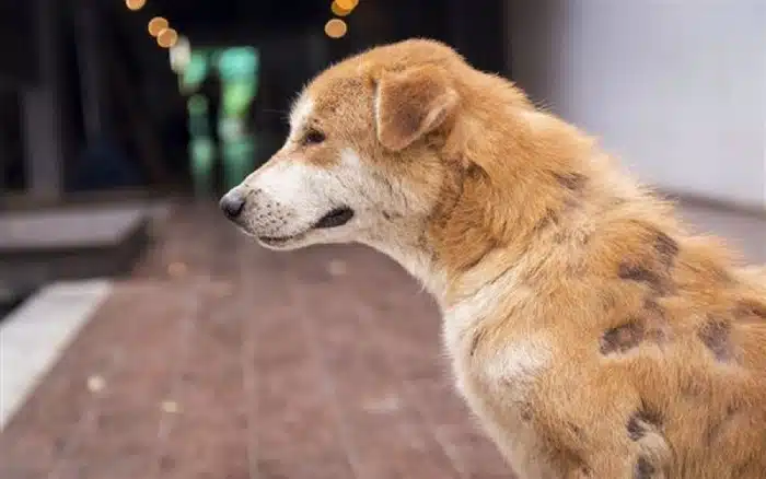 انواع بیماری های پوستی سگ و روش درمان