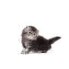 غذای خشک بچه گربه رویال کنین مدل Persian Kitten وزن 10