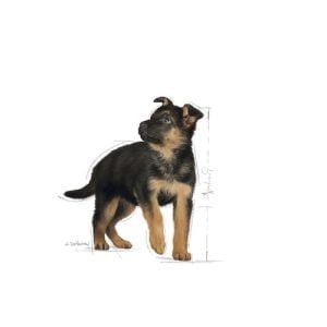 غذای خشک توله سگ رویال کنین مدل Maxi Puppy بسته 4 کیلوگرمی