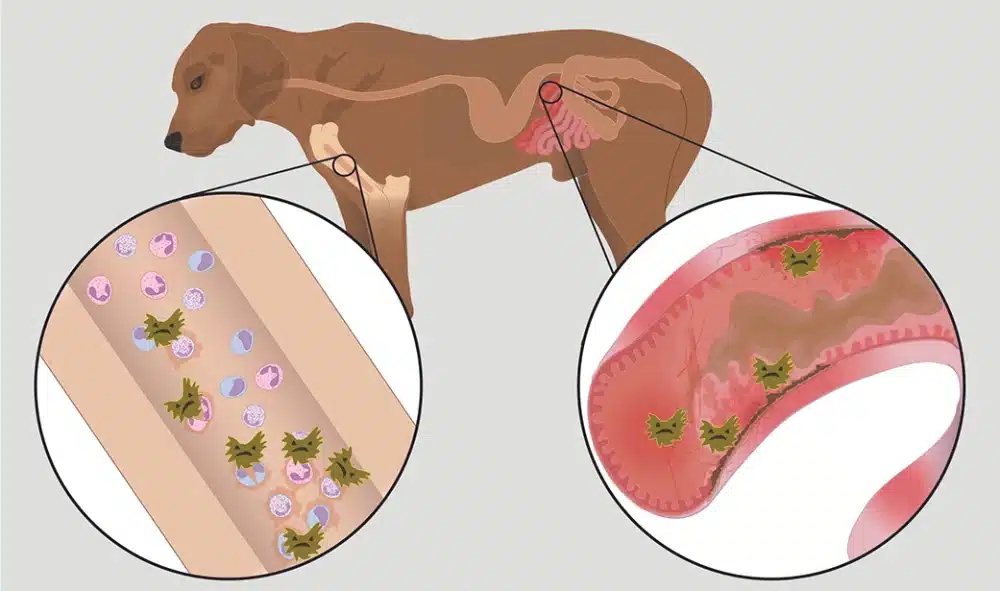 آیا سگ ها مبتلا به پارو ویروس زنده می مانند