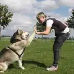 چرا باید هفت فرمان اصلی برای تربیت سگ را رعایت کرد؟