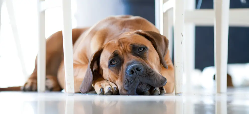 افسردگی سگ برای از دادن صاحب خود