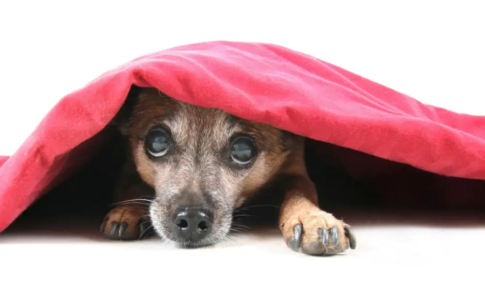 اضطراب در سگ