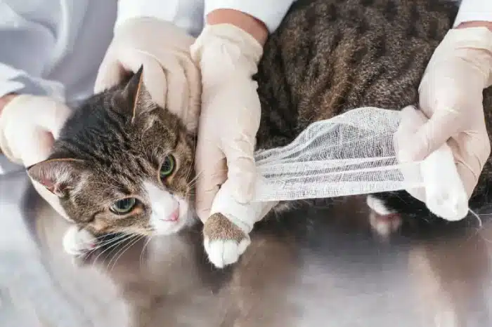 درمان زخم گربه توسط دامپزشک