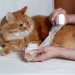 مراقبت از گربه زخمی + درمان زخم گربه در خانه