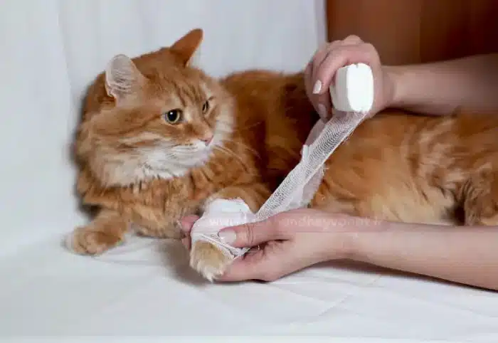 مراقبت از گربه زخمی + درمان زخم گربه در خانه