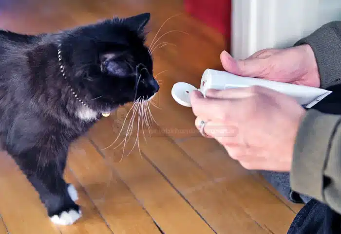 درمان زخم گربه خانگی