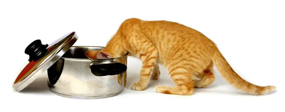 درمان التهاب معده در گربه با رژیم غذای مناسب