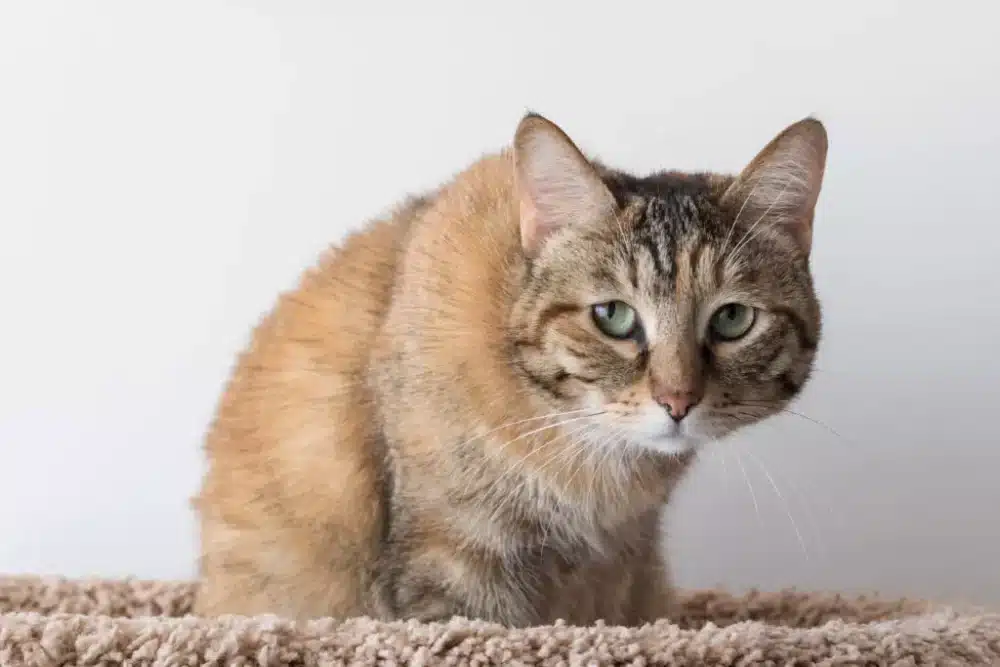 درمان التهاب معده در گربه