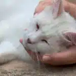 مراقبت از گربه 🐱 زخمی