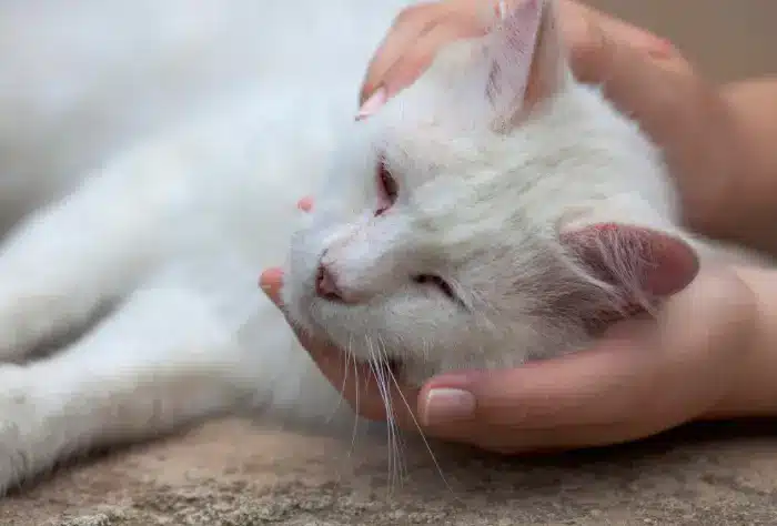 مراقبت از گربه زخمی