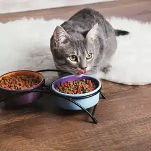 بهترین غذای خشک برای گربه