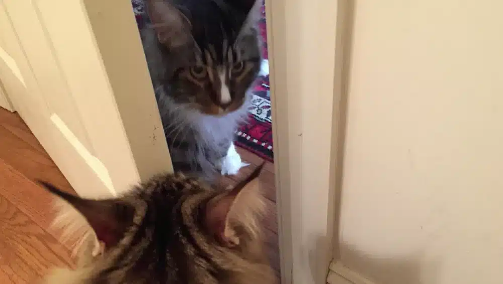 رفتار با حیوان خانگی دیگر