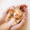 بچه گربه😺