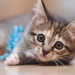 بچه گربه ای باکاموا بازی می کند