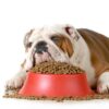 bored buldog liying on he boalfull of dog food