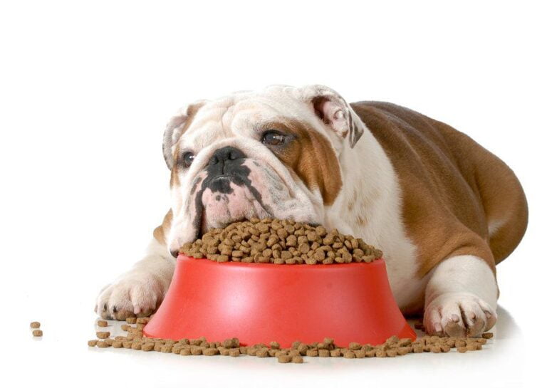 bored buldog liying on he boalfull of dog food