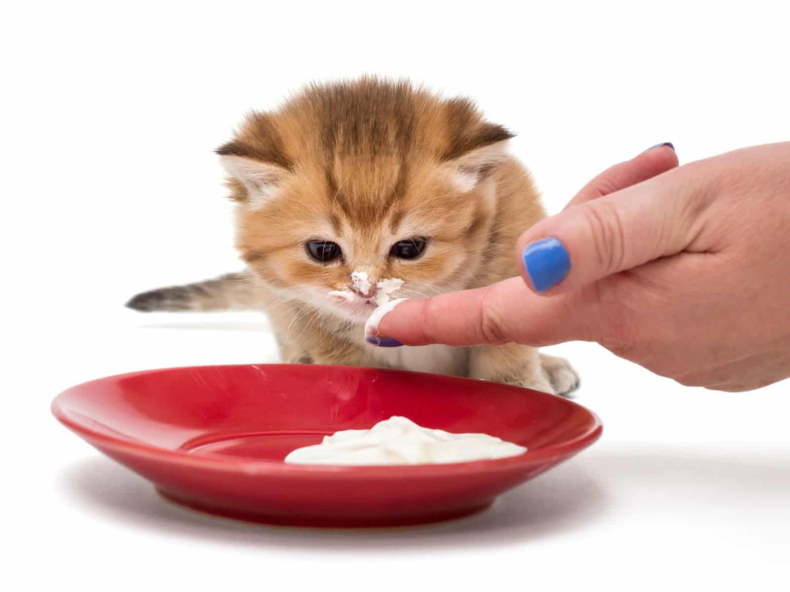 روند غذا خور کردن بچه گربه