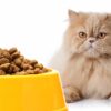 گربه پرشیم روبروی ظرف غذا نشسته است