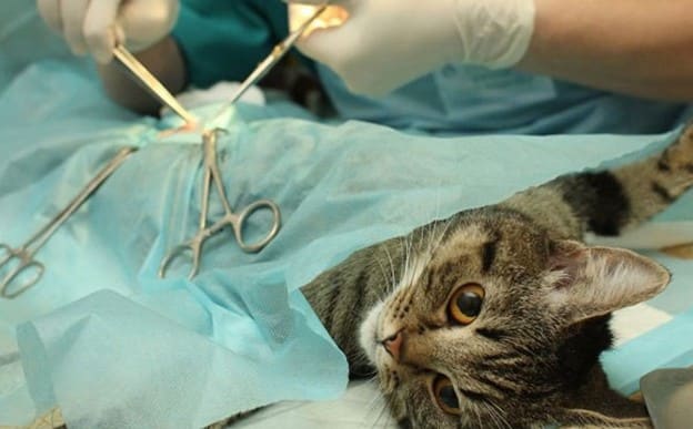 به چه علت بیماری کبد در گربهها ایجاد میشود؟