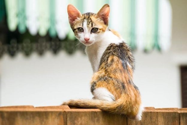 درمان بیماری کبد در گربه