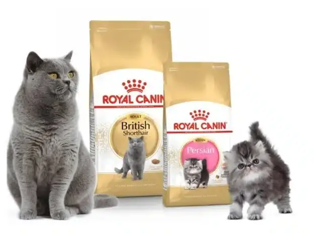 تغذیه مناسب گربههای دچار بیماری هپاتیک