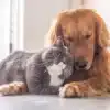 سگ بخرم یا گربه